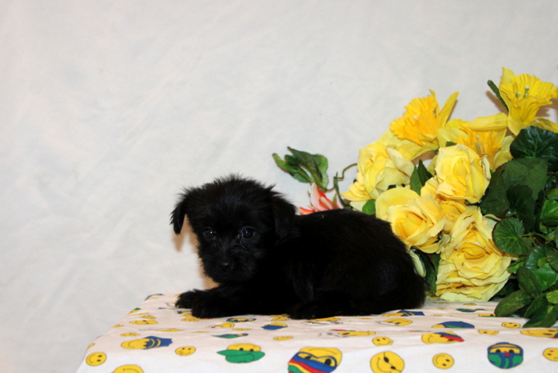 puppy, for, sale, Shorkie-Poo, Matthew B. Stoltzfus, dog, breeder, Gap, PA, dog-breeder, puppy-for-sale, forsale, nearby, find, puppyfind, locator, puppylocator, aca